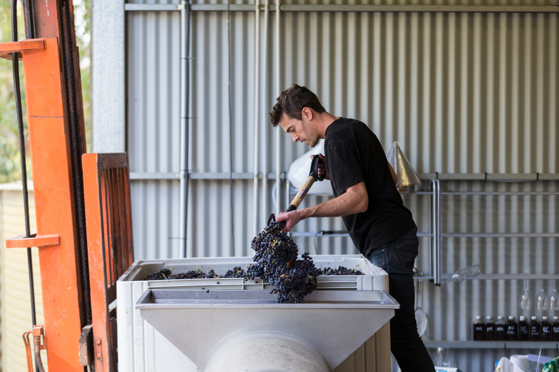 A man shoveling grapes 